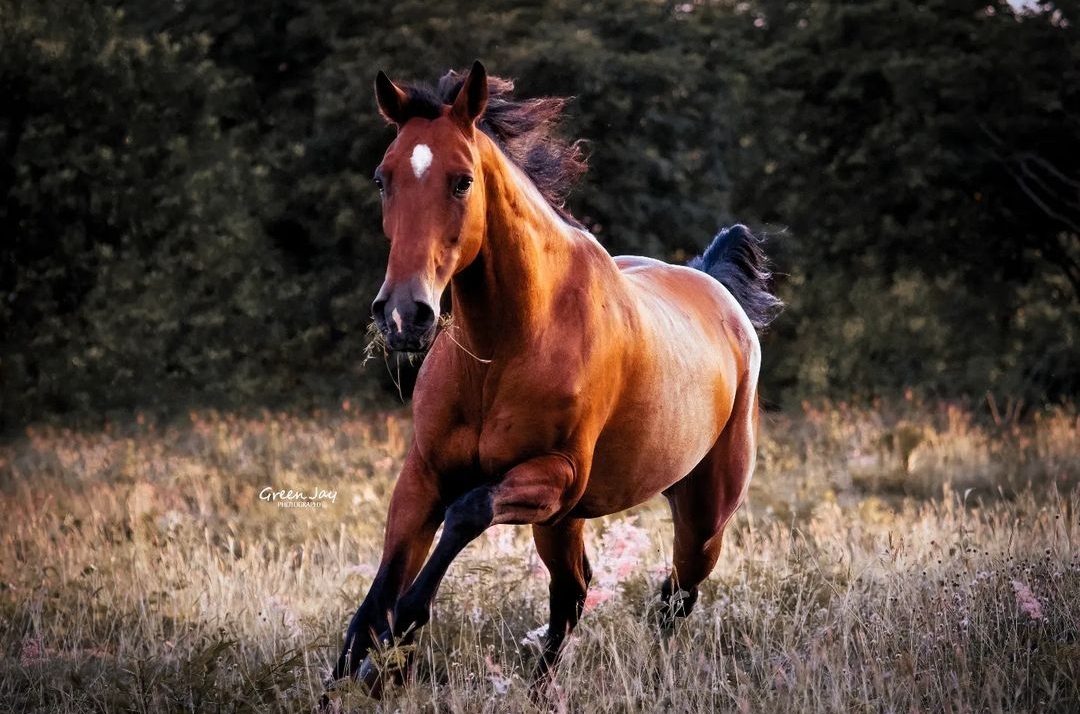 Photo of a bay horse running towards the camera taken by M Maldonado Dickins.